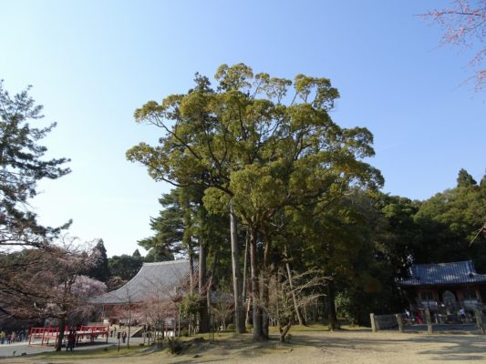 京都　醍醐寺の金堂