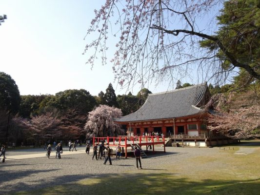 京都　醍醐寺の金堂としだれ桜