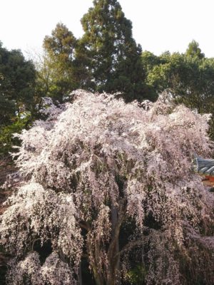 京都　醍醐寺の金堂のしだれ桜