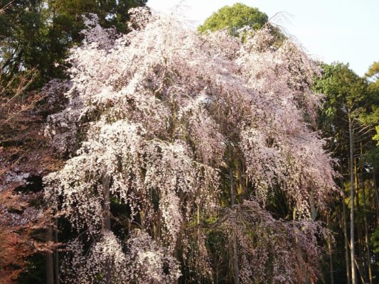 京都　醍醐寺の金堂のしだれ桜です