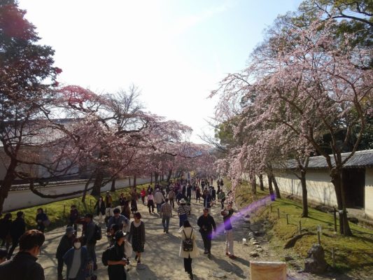 京都　醍醐寺の境内