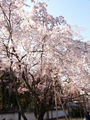 三宝院のしだれ桜