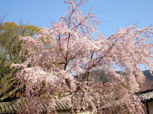 三宝院のしだれ桜３