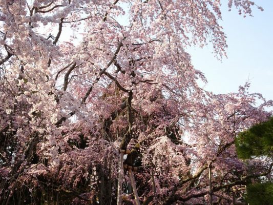 圧巻　三宝院のしだれ桜