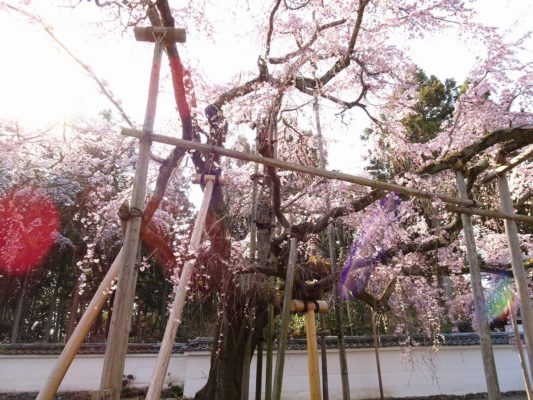 秀吉の三宝院のしだれ桜