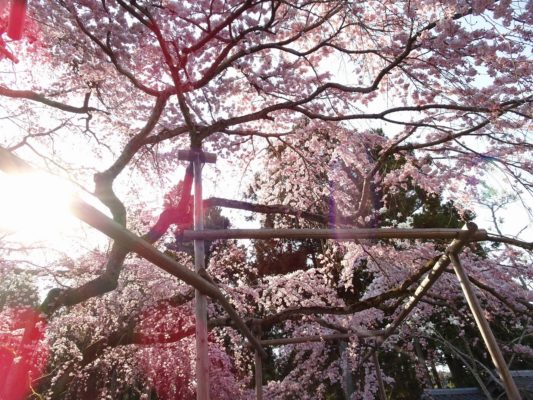 秀吉の三宝院のしだれ桜の下