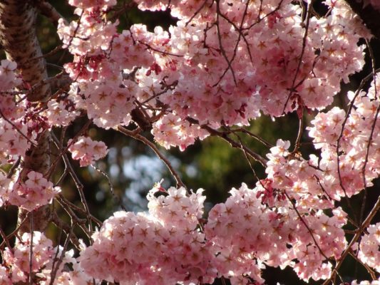 秀吉の三宝院のしだれ桜の写真