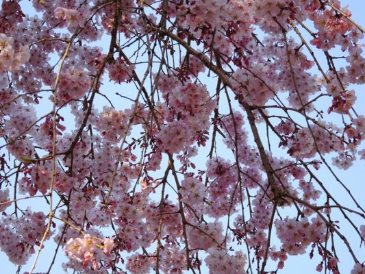 秀吉の三宝院のしだれ桜の枝写真