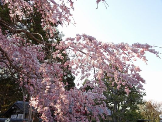 しだれ桜の写真