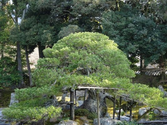 醍醐寺の三宝院の庭園の松