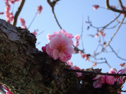 京都　醍醐寺の三宝院の桜