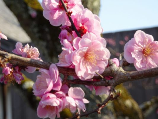 京都　醍醐寺の三宝院の桜２