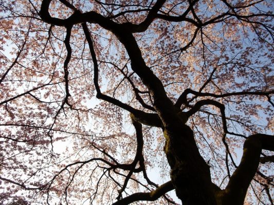 太閤の三宝院の桜