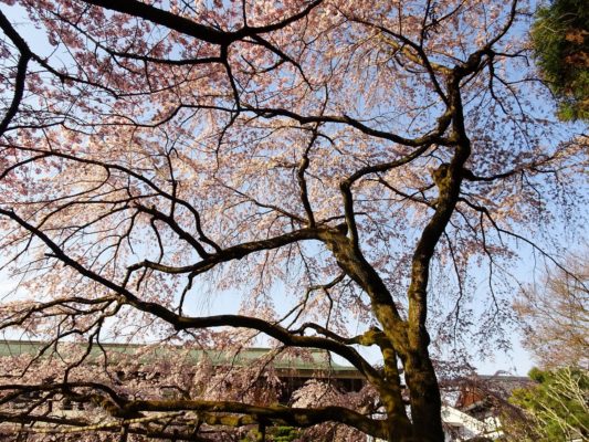 太閤の三宝院のしだれ桜　写真
