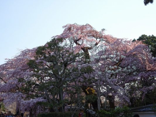 太閤の三宝院のしだれ桜　写真