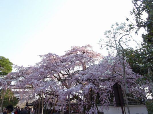 秀吉公ゆかりの醍醐寺のしだれ桜　写真