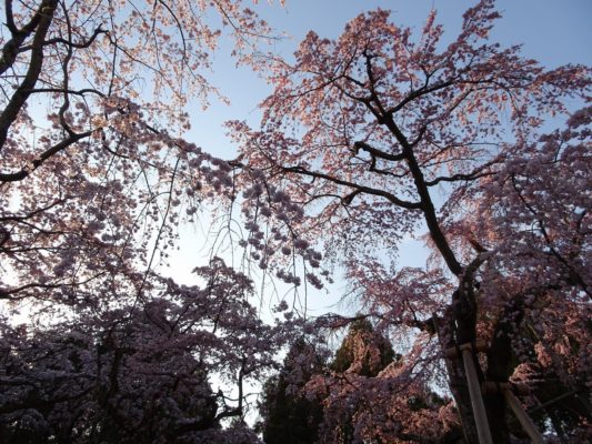 豊臣秀吉公ゆかりの醍醐寺のしだれ桜　写真