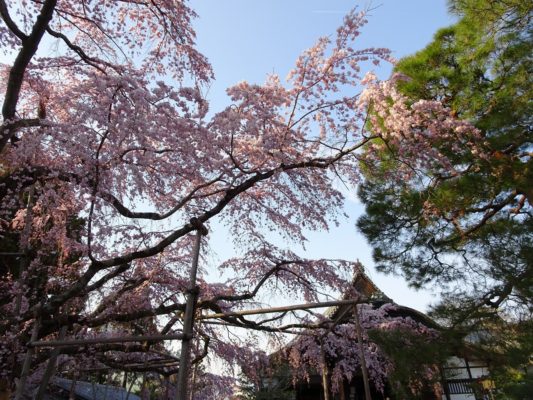 2017年　豊臣秀吉公ゆかりの醍醐寺のしだれ桜　写真