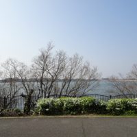 こだわり桐たんすの社長ブログ　今日　２５日の久米田池の桜は・・・
