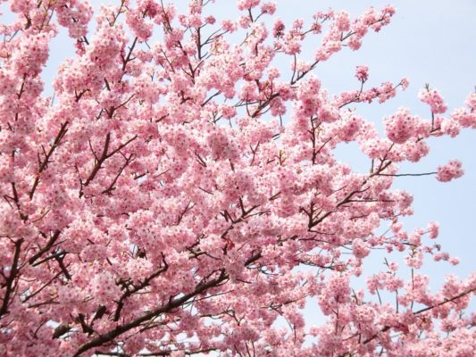 高台寺入口の桜