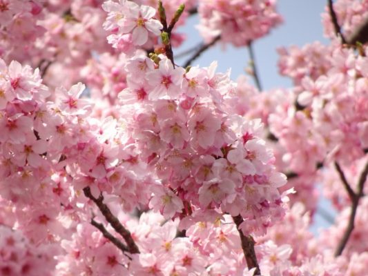 高台寺の桜