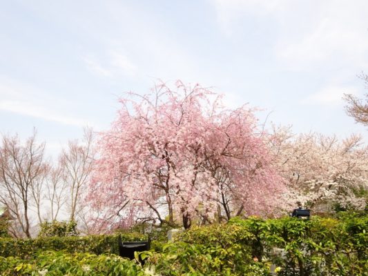 高台寺の桜