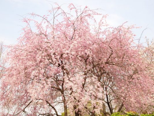 高台寺の桜２