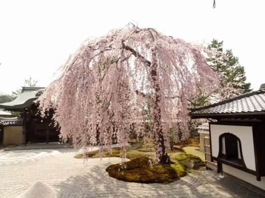 高台寺　しだれ桜