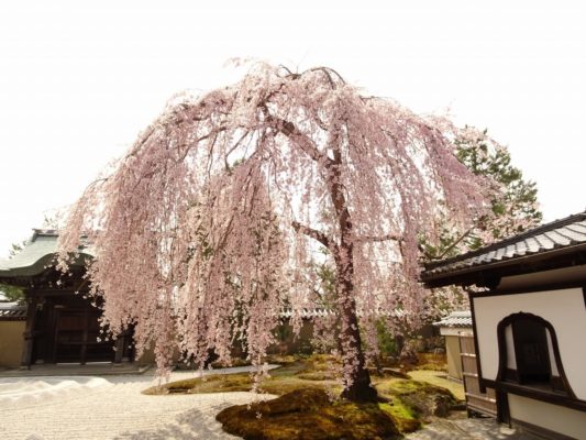 高台寺　しだれ桜　2018