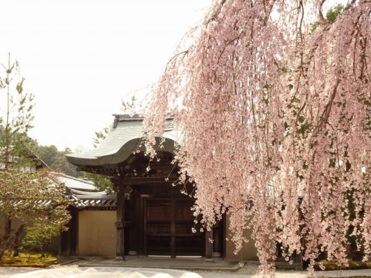 高台寺　しだれ桜と勅使門