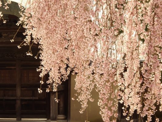 高台寺　しだれ桜と勅使門　２