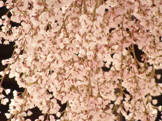 高台寺しだれ桜