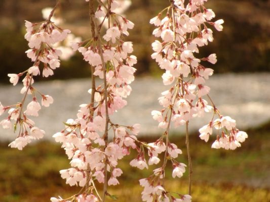 高台寺しだれ桜ズーム