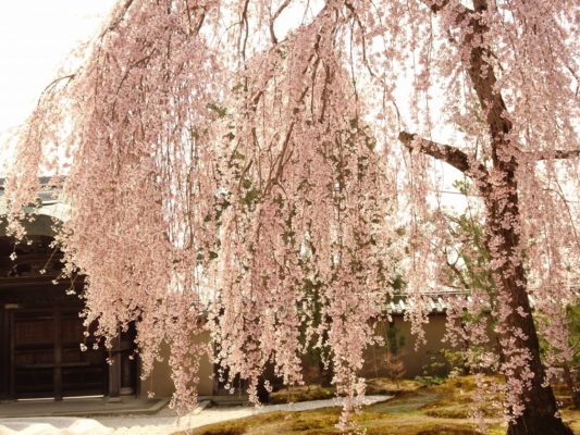 高台寺のしだれ桜