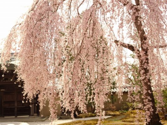 高台寺のしだれ桜２