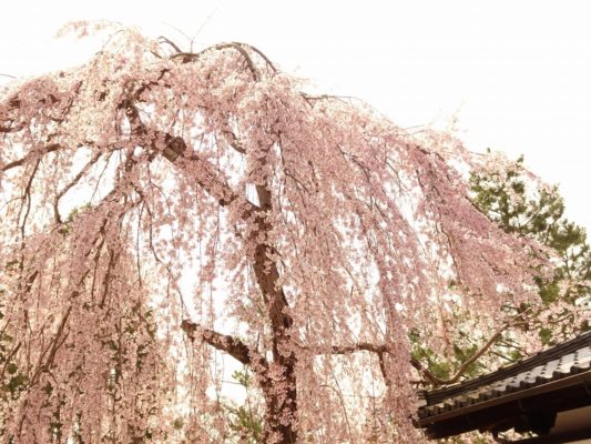 高台寺　しだれ桜　５