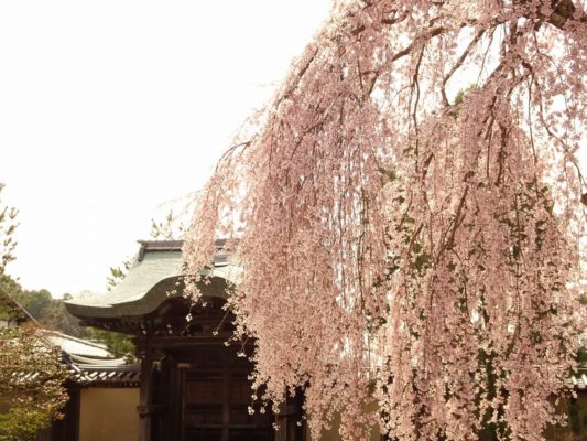 高台寺　しだれ桜　勅使門