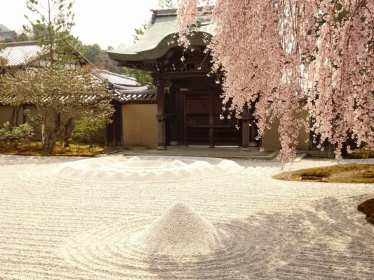 高台寺　しだれ桜　勅使門と方丈前庭