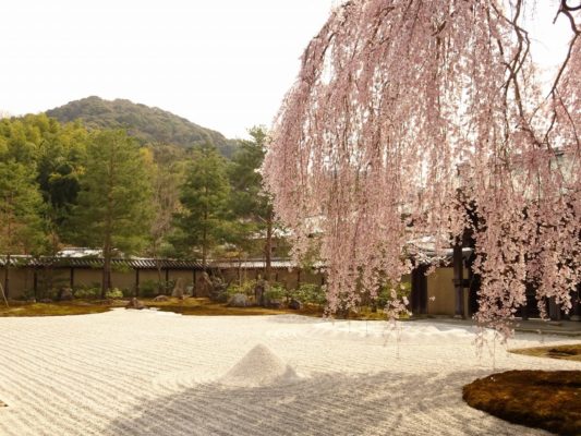 高台寺　しだれ桜　方丈前庭