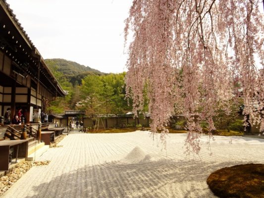 高台寺　しだれ桜　方丈前庭　３