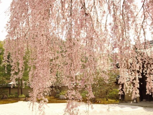 高台寺のしだれ桜　