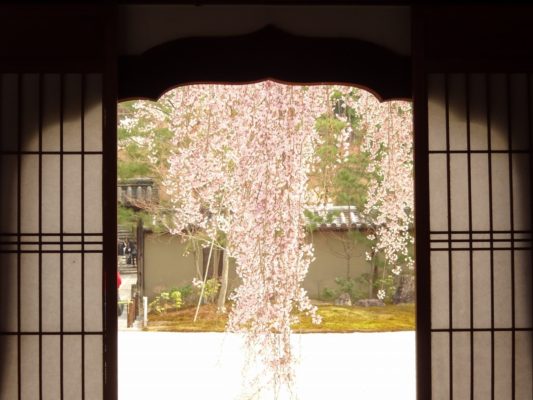 窓から見る高台寺のしだれ桜　２