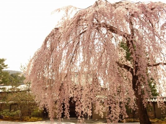 京都高台寺のしだれ桜　