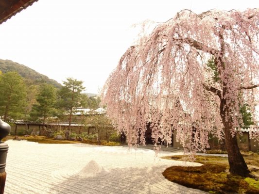 東山高台寺のしだれ桜　