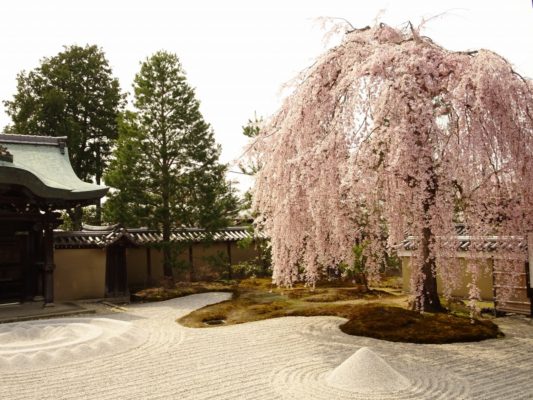 初音お勧め　高台寺のしだれ桜