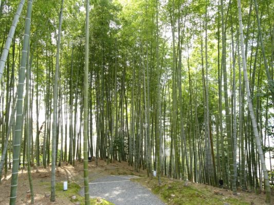 高台寺　竹やぶ