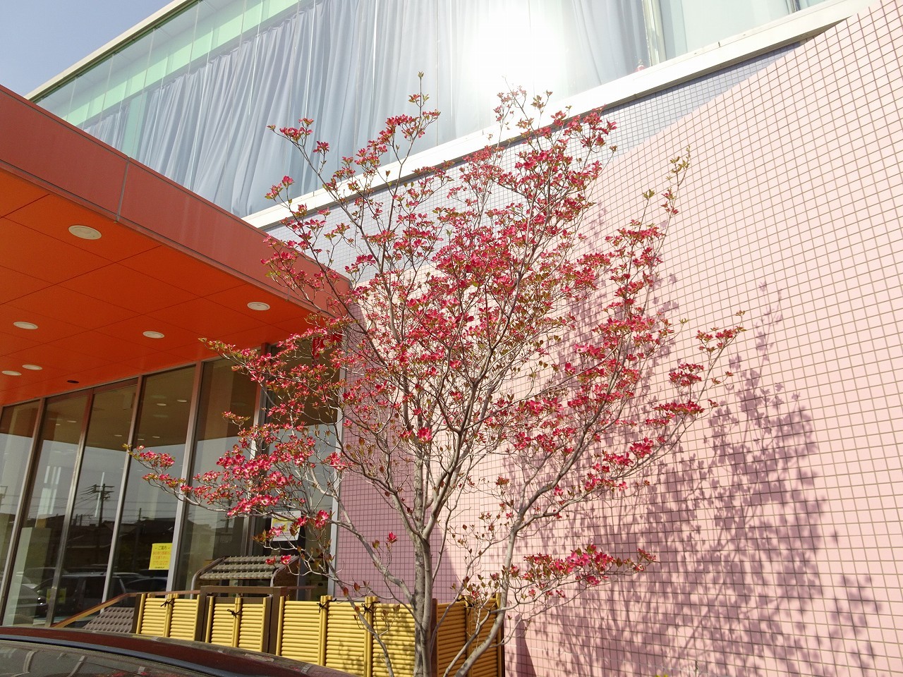 2018年の泉大津市ホリデイ泉大津店の玄関にある花水木の花です