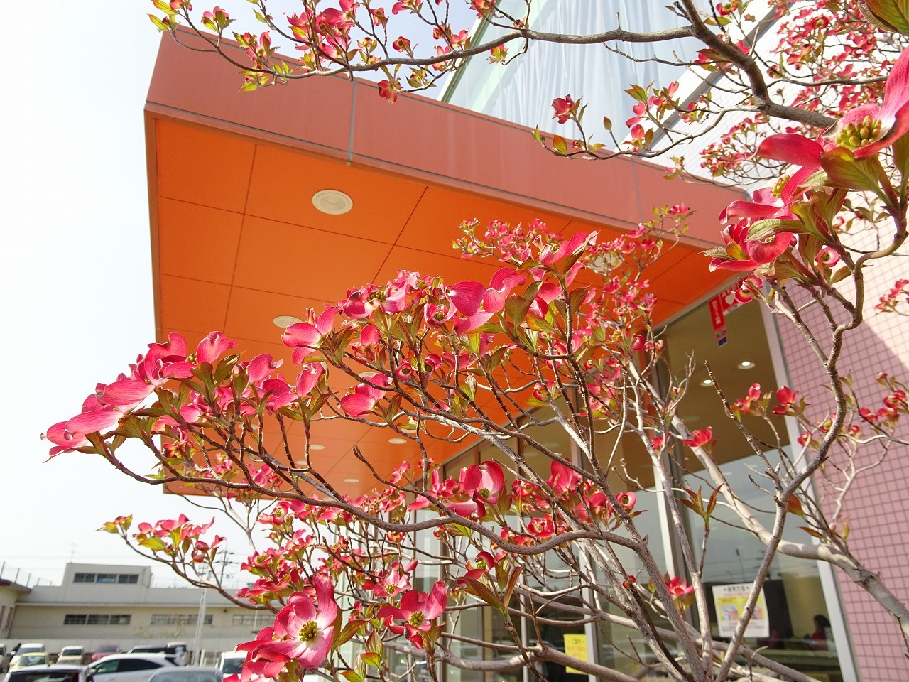 2018年紹介した泉大津市ホリデイ泉大津店の玄関にある花水木の花