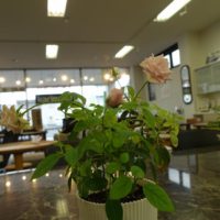 こだわり桐箪笥の社長ブログ　ミニバラに続きカランコエも咲いてきました。