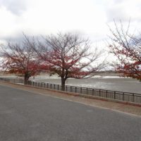 桐箪笥の社長ブログ　今の久米田池の景色！大阪は桐箪笥作りに最適な場所です。